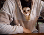 Sweater-owl-chillin