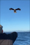 Bald-eagle-catches-food