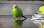 Parrot-running-explosions