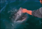 Petting-great-white-shark