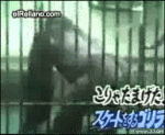 Dancing_Gorilla