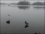 Duck-ice-water-smooth-landing