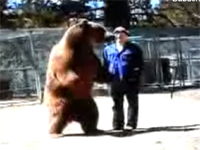 巨大なクマに殺されてしまう男性トレーナーの映像。恐ろしすぎた