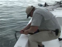 釣竿をへし折られながらも巨大魚を釣る！約2.4mのゴライアスグルーパー