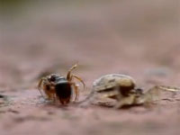 衝撃のラスト。蟻vs蜘蛛の戦いを撮影していたら奇跡の動画が撮れた。