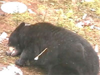 人間に狩られる巨大な熊たち。ライフルやアーチェリーでツキノワグマを狩る