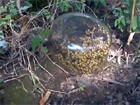 スズメバチの巣に透明のボールを被せてスズメバチドームを作ってみた動画