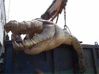 体長6.4メートル、重さ１トンの巨大人食いワニがフィリピンで生け捕りにされる
