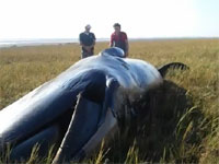 先日話題になったイギリスで草原に打ち上げられたクジラの動画