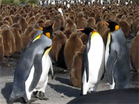 可愛いけれど本人たちは至って真面目、キングペンギン同士の喧嘩
