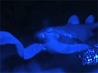 ヌタウナギのスライム攻撃を受けたじろぐサメの映像