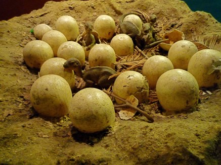 MUSIUM DINO EGG.jpg