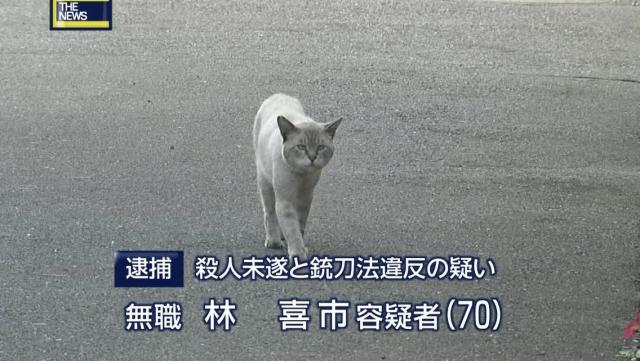 猫6