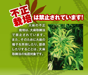 大麻