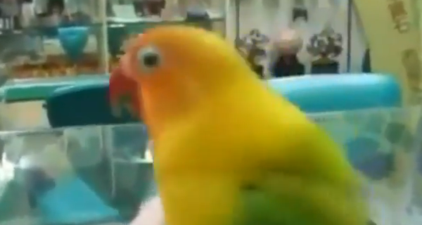 インコ