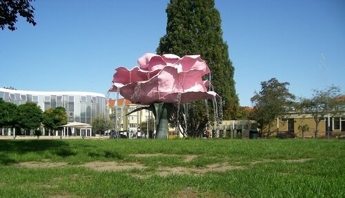 The morning rose in the Folken Park, 17.09.08