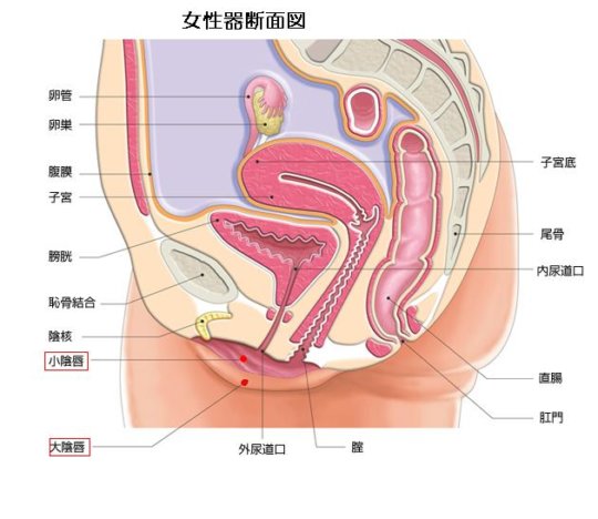 【断面図】中出しの様子を詳しく図解してる“中出し断面図”童貞に優しすぎｗｗｗｗｗｗｗ(画像181枚)・9枚目