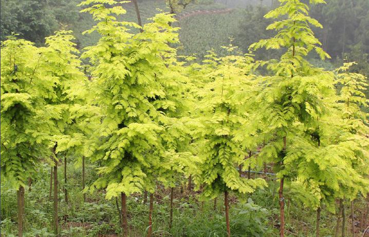 农村土地种植什么好