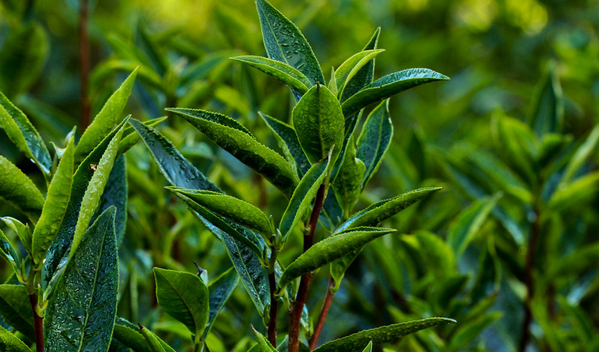 木府贡茶