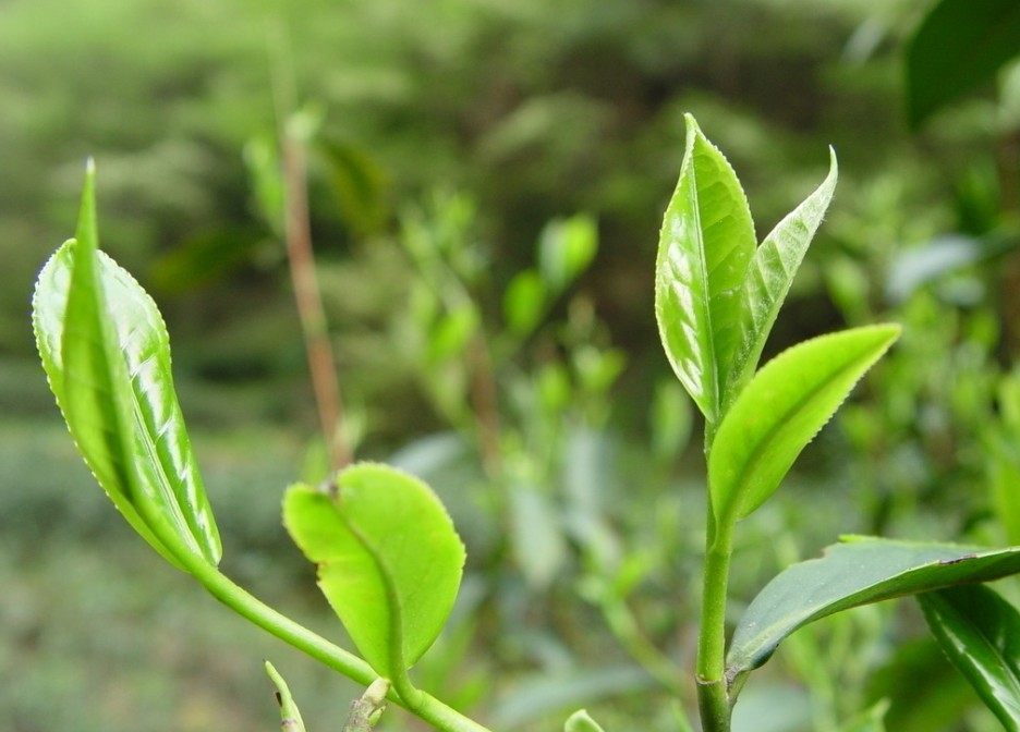 花毛峰茶加盟