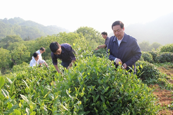 岳西茶叶加盟