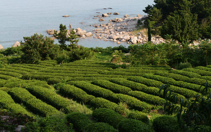 崂山绿茶加盟