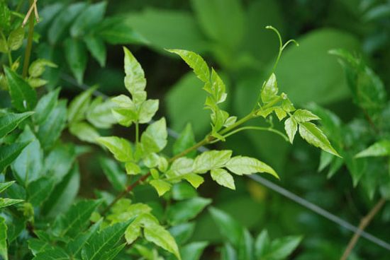 金祈藤茶加盟