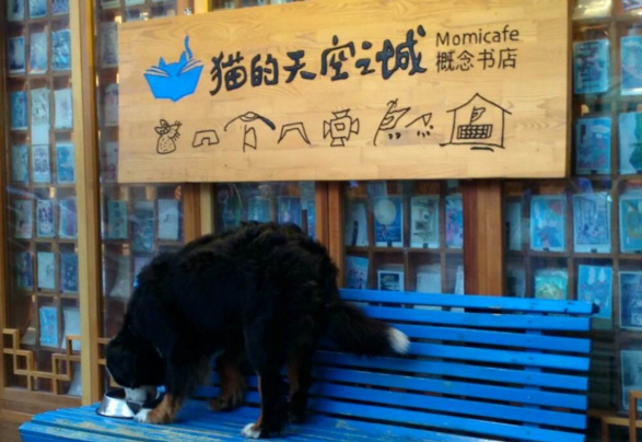 猫的天空之城概念书店加盟费多少