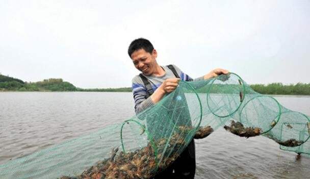 小龙虾养殖加盟需要什么条件，前景怎么样