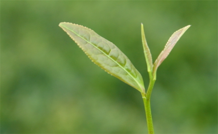 龚府名茶加盟