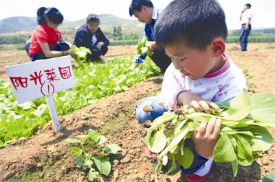 开心农场