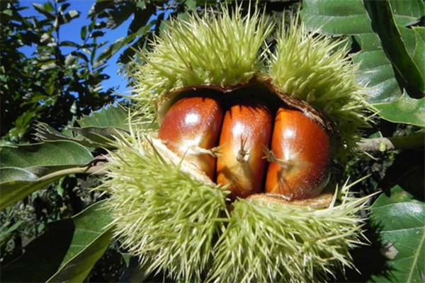 周口皇栗皇板栗加盟