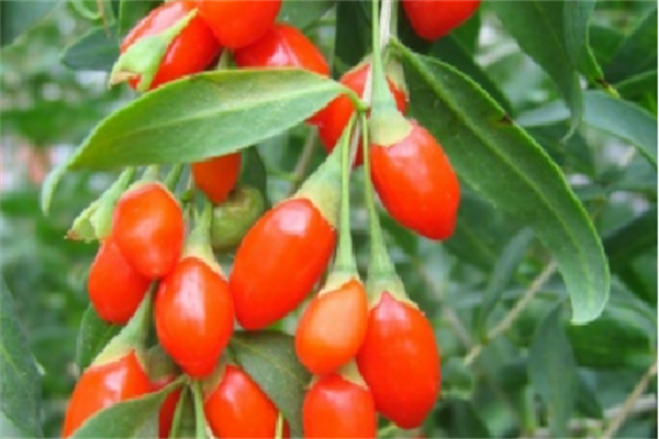 国杞天香枸杞加盟