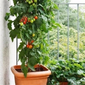 瑞星农业诚邀加盟