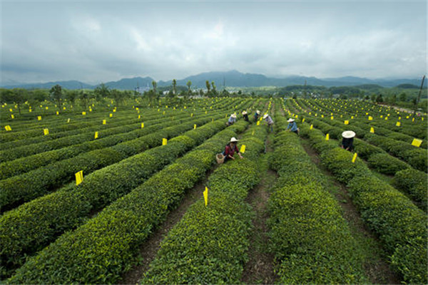 谢裕大茶叶_副本.jpg