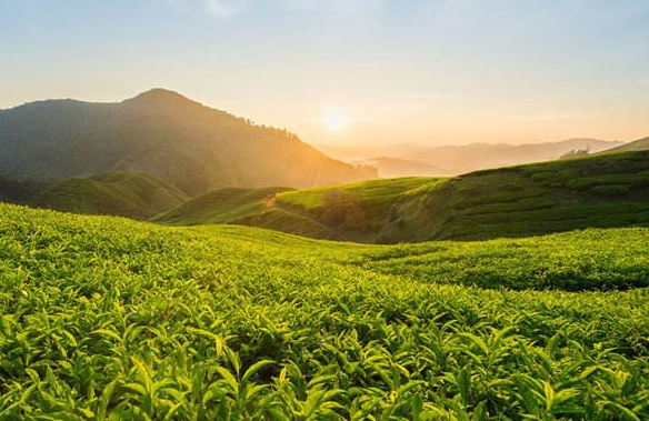 加盟熹茗茶业