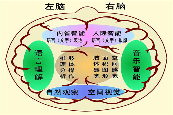 全脑教育项目发展前景广阔