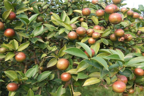 老知青山茶油加盟