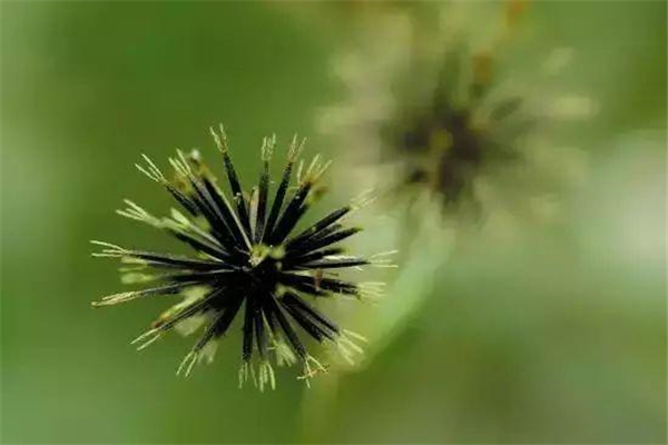 贵珍草种植加盟