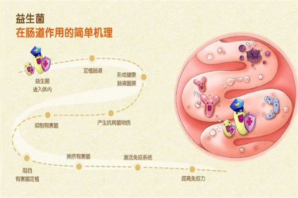 恒欣益生菌加盟