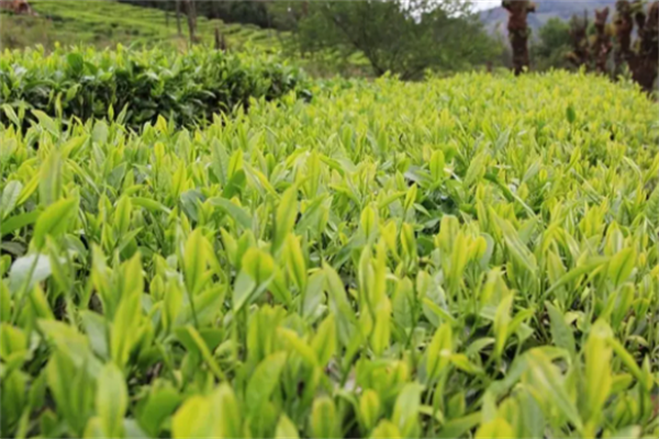 生态茶叶加盟