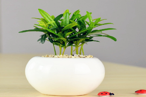 绿植盆栽店加盟