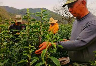 祁门县金东茶厂诚邀加盟