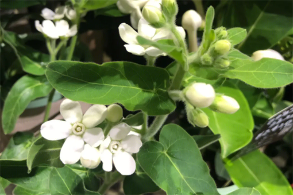 一家花店鲜花加盟