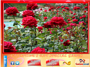 Play Puzzle craze - rose garden Game