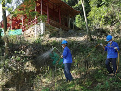 園林綠化樹木白蟻防治