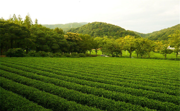 桂馨茗茶叶加盟