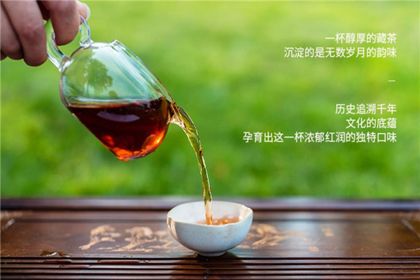 小黑茶泡发