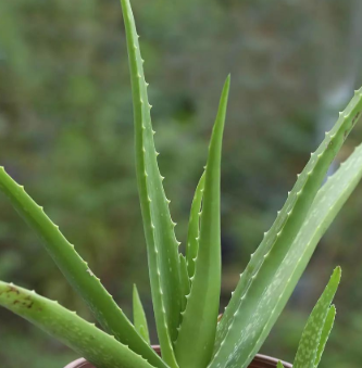 芦荟种植