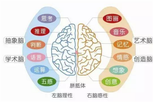 智力开发教育负责